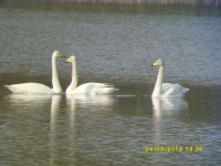 Whoopers 2 (Medium).JPG