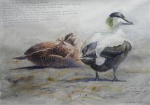 Eider Pair Small.jpg