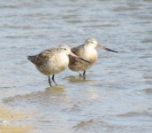 Bar-tailed Godwit.jpg