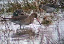 spotshank blackwit.JPG