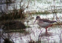 spotshank teal.JPG