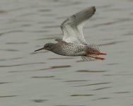 DCJ-Redshank-87.jpg