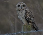 DCJ-Short-Eared-Owl-8976.jpg