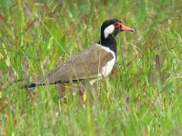 red-watled lapwing.jpg