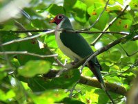 jambu fruit dove.jpg