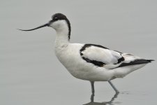 pied avocet V1_DSC7773_01.jpg