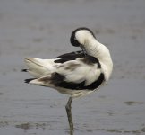 pied avocet G1X VA3 DPP07DC03130F2F54.jpg