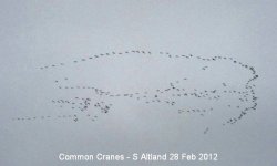 Common Crane S Altland 28 Feb 2012.jpg