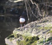 Dipper Castletown Rvr.jpg