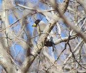 Chinese Grosbeak.jpg