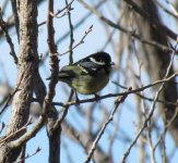 Yellow-bellied Tit 2.jpg