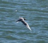 Common Tern 3.jpg