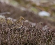 Pipit record.jpg