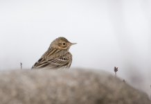 Pipit record-2.jpg