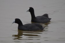 Crested Coot (23.03.12).jpg