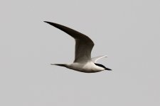 Gull-billed Tern (24.03.12).jpg