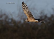 dcj-hen-harrier-9953.jpg