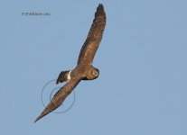 dcj-hen-harrier-541.jpg