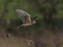 dcj-hen-harrier-9043.jpg