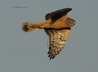 dcj-hen-harrier-445.jpg