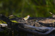 rb finch D800 orig_DSC7910.jpg