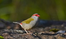 rb finch D800 crop_DSC7910 .jpg