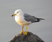 Black-tailed gull.jpg