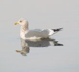 Vega Gull ssp birulai 4.jpg