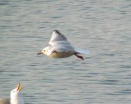 Black-headed Gull oiled.jpg