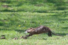 Coypu.jpg