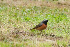 Redstart_3.jpg