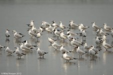 gulls.jpg