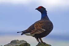 Black Grouse_ MuggleswickIMG_9964.jpg