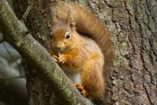 Red Squirrel_ Powhill Derwent ReservoirIMG_9954.jpg