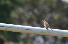 IMG_1565 email another pipit day 14.jpg