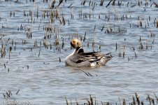 10885_1_Pintail.jpg