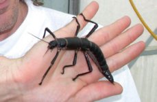 3_Stick_Insect.jpg