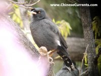 377 Crested Myna.JPG