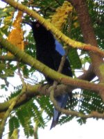 asian fairy bluebird.jpg