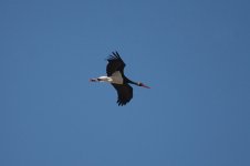 Black Stork lab 1.jpg