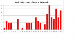 Avocets in March.jpg