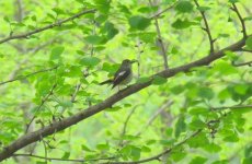 Yellow-rumped Flycatcher.jpg