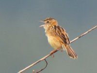 zitting cisticola.jpg