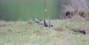 lapwings18.3.jpg