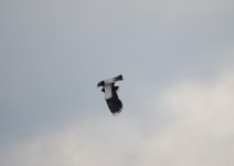 TumblingLapwing18.3.jpg