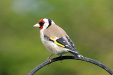 goldfinch_bc_6_5_12.jpg