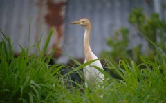 DSCN0281 Cattle Egret 2.jpg