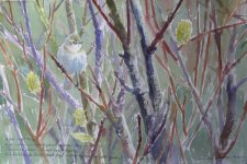 spring willow warbler  (640x427).jpg