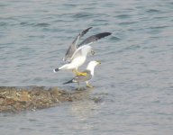 Black-tailed Gull.jpg