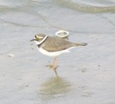 Litte-ringed Plover.jpg